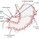 ¿Cuáles son las arterias del estómago?