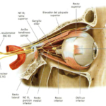 ¿Qué nervios inervan los músculos extrínsecos del ojo?