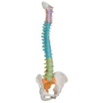 Características de las articulaciones vertebrales por región