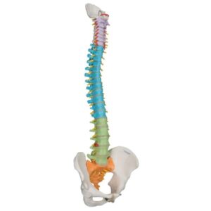 Características de las articulaciones vertebrales por región