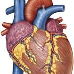 Anatomía externa del Corazón