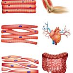 ¿Qué tipos de tejido muscular hay en el organismo humano?