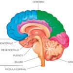 ¿Cuáles son las partes del encéfalo?