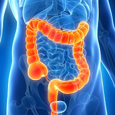 ¿Qué es el colon o intestino grueso?