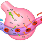 Intercambio de gases a nivel de la membrana alveolar
