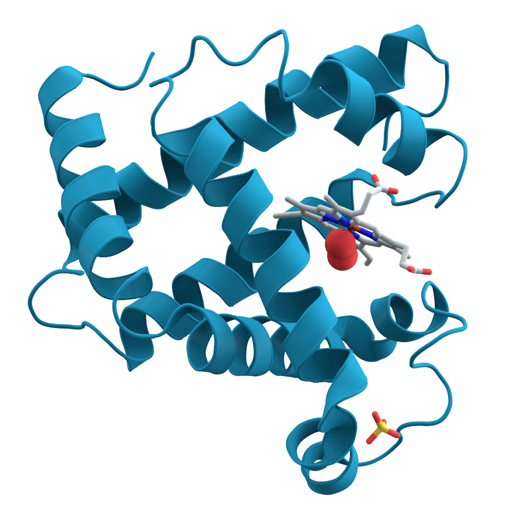 ¿Qué aminoácidos forman las proteínas?