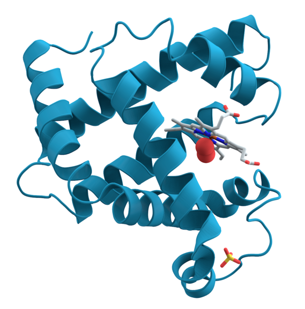 Tipos de aminoácidos en las proteínas humanas