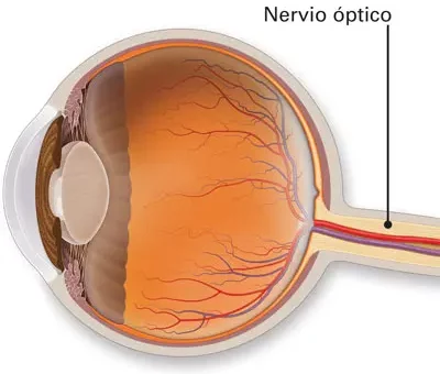 Anatomía del nervio óptico