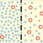 ¿Qué moléculas determinan el movimiento de agua en el organismo?