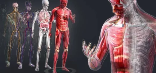 ¿Cuáles son los sistemas que conforman el cuerpo humano?