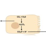 ¿Qué factores influyen en la excreción de iones hidrógeno por el riñón?