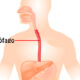 Anatomía descriptiva de esófago