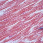 Características del músculo cardiaco