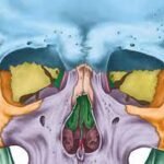 Anatomía de las cavidades orbitarias.