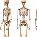 ¿Cuáles son las partes del esqueleto humano?