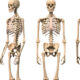 ¿Cuáles son las partes del esqueleto humano?