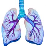 ¿Qué son los pulmones?