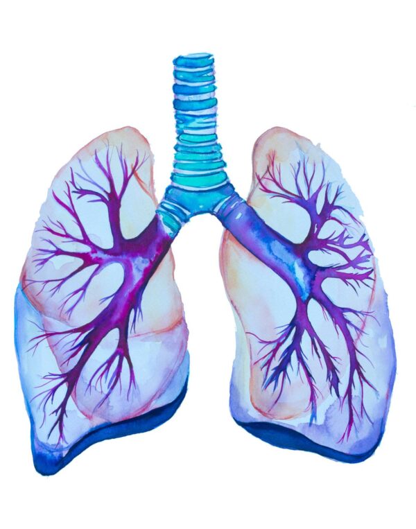 ¿Dónde se encuentran los pulmones?