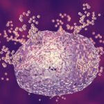 ¿Cuál es la función de la Inmunoglobulina E y los mastocitos en la alergia?