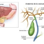 Anatomía de las vías biliares