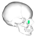 Huesos del macizo facial: Hueso lagrimal