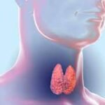 Anatomía descriptiva de la glándula tiroides