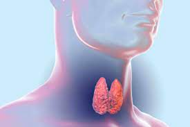 Las hormonas tiroideas se producen en una glándula ubicada en el cuello