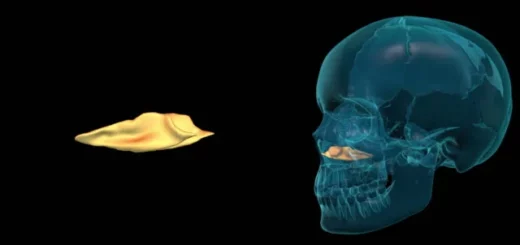 Huesos del macizo facial: cornete nasal inferior