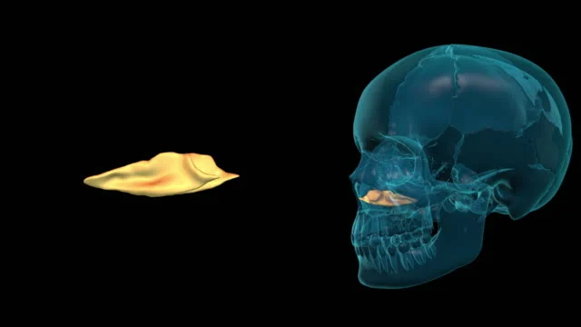 Huesos del macizo facial: cornete nasal inferior