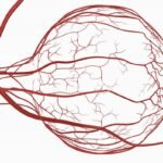 Anatomía de la arteria oftálmica.