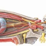 Anatomía del nervio oculomotor