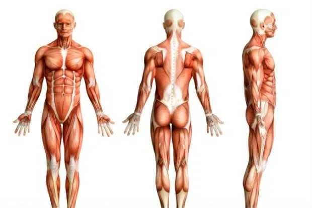 ¿Qué es la posición anatómica?