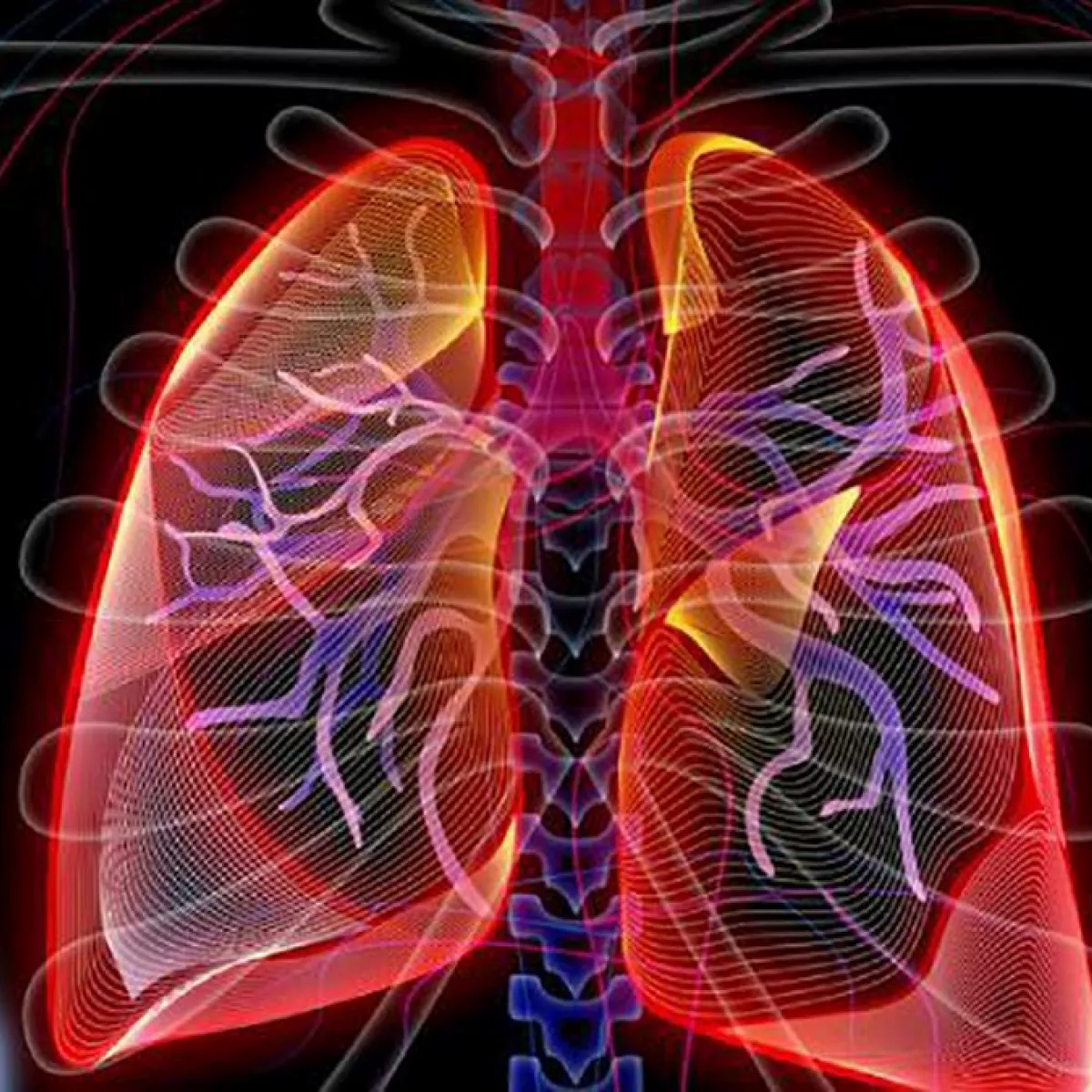 ¿Qué forma tienen los pulmones?