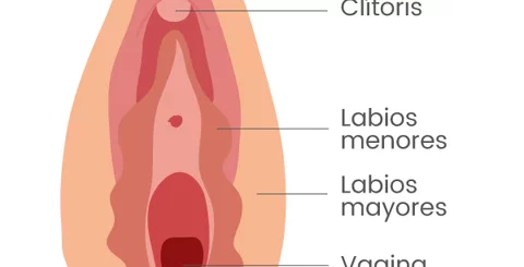 ¿Qué es la vulva?