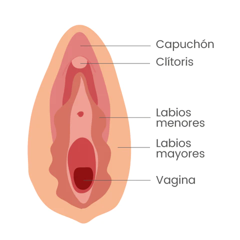 ¿Qué es la vulva?