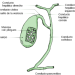 ¿Qué es la vía biliar extrahepática?