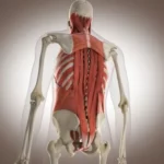 ¿Cuáles son los músculos propios del dorso?