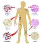 ¿Cuáles son tipos de tejidos del cuerpo humano?