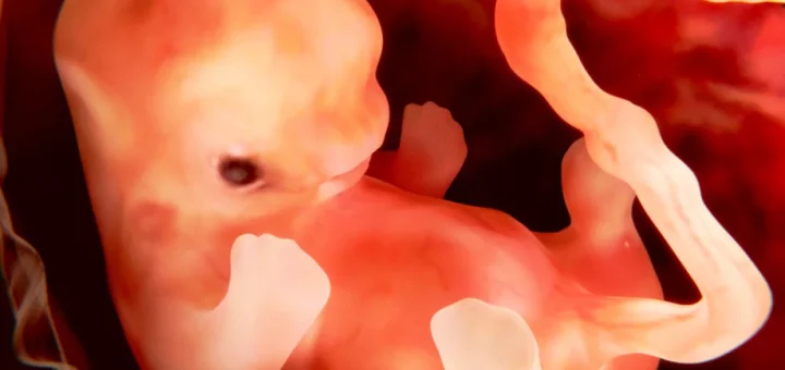 ¿Cuándo se forman las articulaciones en el embrión?