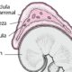 ¿Qué hormonas produce la corteza suprarrenal?