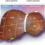 ¿Qué es el sistema de división hepática de Couinaud?