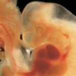 ¿Cuál es el origen embriológico del sistema respiratorio?