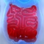¿Cuáles son las porciones del intestino delgado?