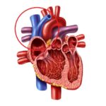 Vena cava superior