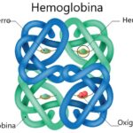 ¿Cuál es la estructura de la hemoglobina?