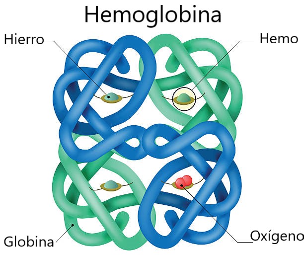 Hemoglobina - Mind Map
