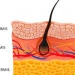¿Qué células constituyen la hipodermis?