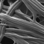 ¿Qué son las fibras dérmicas?