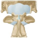 ¿Cómo es la articulación atlantooccipital?