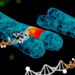 Factores genéticos para padecer diabetes mellitus tipo 1